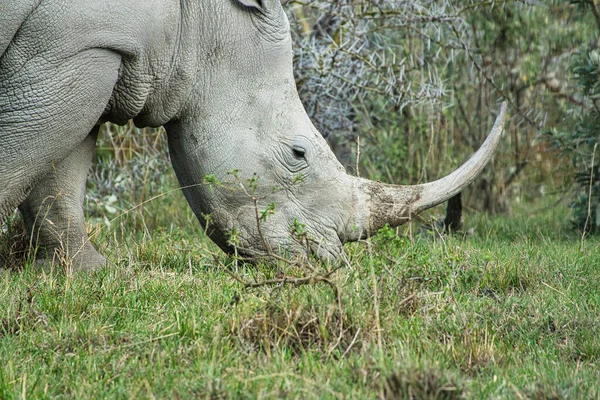 Rhinoceros Savannah Safari Kenya — Φωτογραφία Αρχείου