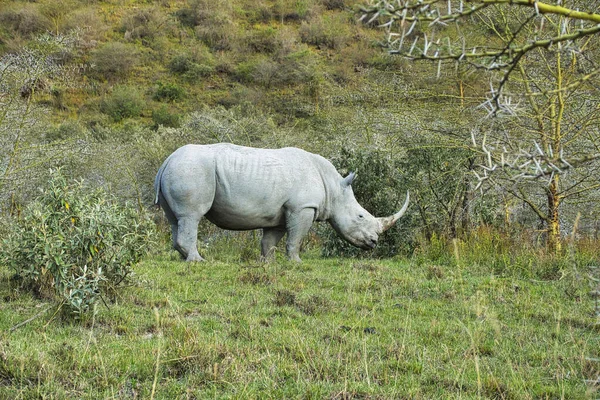 Rhinoceros Savannah Safari Kenya — Fotografia de Stock