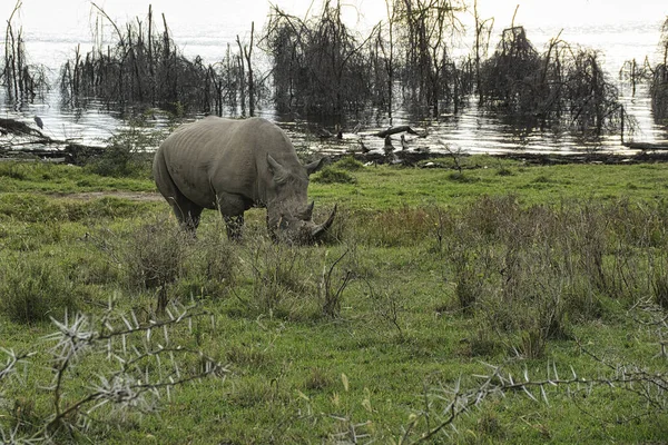 Rhinoceros Savannah Safari Kenya — Photo