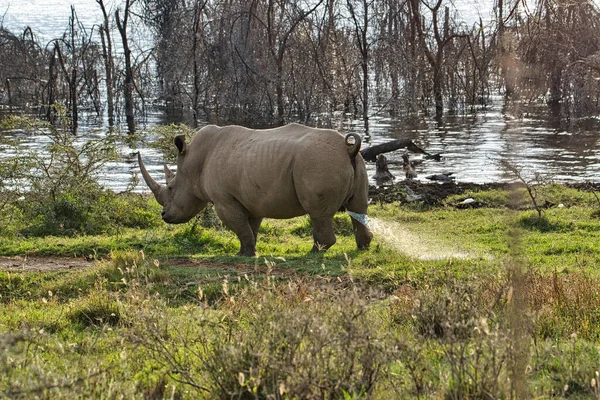 Rhinoceros Savannah Safari Kenya — Stock Photo, Image