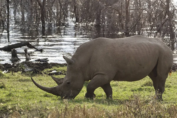 Rhinoceros Savannah Safari Kenya — Photo