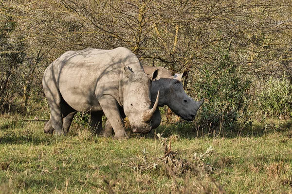 Rhinoceros Savannah Safari Kenya — Fotografia de Stock