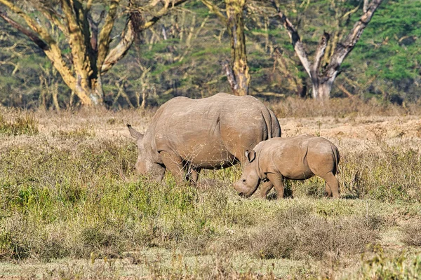 Ρινόκερος Στη Σαβάνα Για Σαφάρι Στην Κένυα — Φωτογραφία Αρχείου