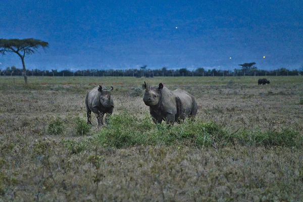 Rhinoceros Savannah Safari Kenya — Fotografia de Stock