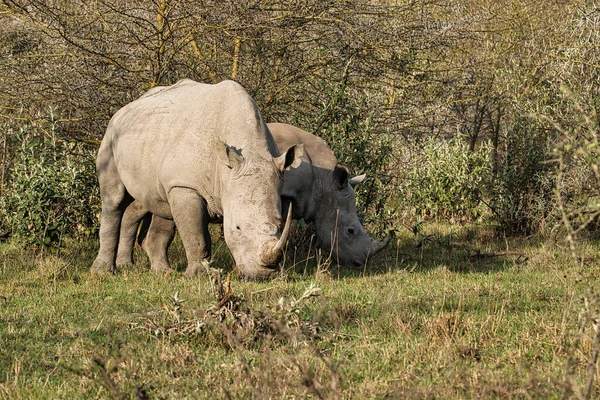 Rhinoceros Savannah Safari Kenya — Fotografia de Stock