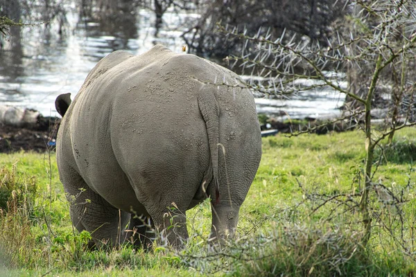 Ρινόκερος Στη Σαβάνα Για Σαφάρι Στην Κένυα — Φωτογραφία Αρχείου