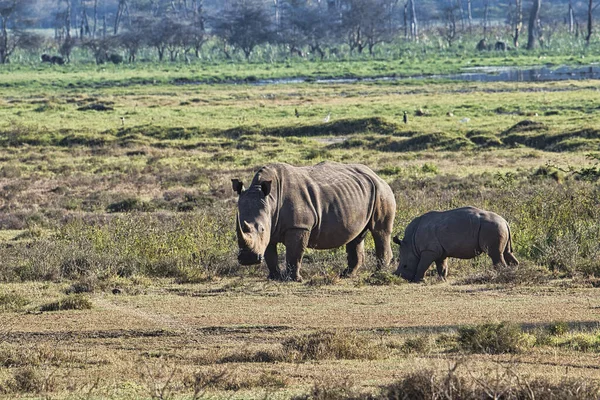 Rhinoceros Savannah Safari Kenya — Fotografia de Stock