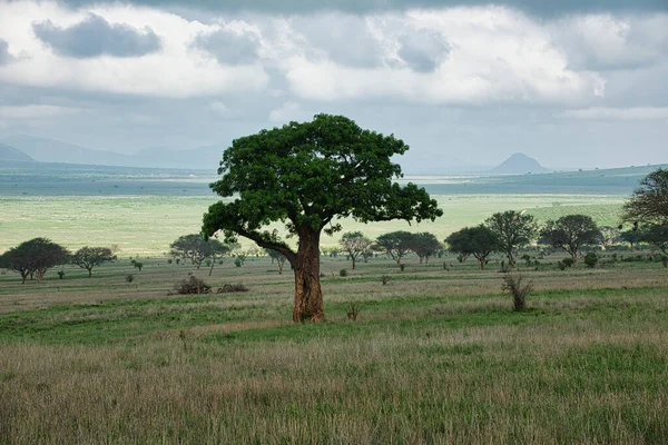Paisagem Fotos Parque Nacional Tsavo East Tsavo Oeste Amboseli — Fotografia de Stock
