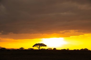 National Park Tsavo Doğu Tsavo West ve Amboseli 'nin manzara resimleri.
