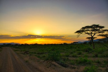 National Park Tsavo Doğu Tsavo West ve Amboseli 'nin manzara resimleri.