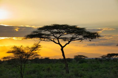 National Park Tsavo Doğu Tsavo West ve Amboseli 'nin manzara resimleri.