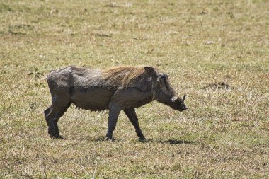 Doğu Tsavo, Batı Tsavo ve Kenya Amboseli Ulusal Parkı 'ndaki Yaban domuzu.