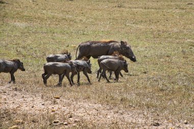 Doğu Tsavo, Batı Tsavo ve Kenya Amboseli Ulusal Parkı 'ndaki Yaban domuzu.
