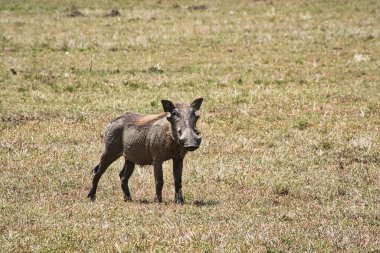 Doğu Tsavo, Batı Tsavo ve Kenya Amboseli Ulusal Parkı 'ndaki Yaban domuzu.