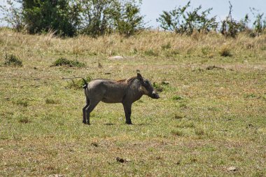 Doğu Tsavo, Batı Tsavo ve Kenya Amboseli Ulusal Parkı 'ndaki Yaban domuzu.