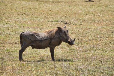 Doğu Tsavo, Batı Tsavo ve Kenya Amboseli Ulusal Parkı 'ndaki Yaban domuzu.