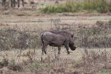 Doğu Tsavo, Batı Tsavo ve Kenya Amboseli Ulusal Parkı 'ndaki Yaban domuzu.