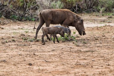 Doğu Tsavo, Batı Tsavo ve Kenya Amboseli Ulusal Parkı 'ndaki Yaban domuzu.