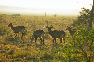 Doğu Tsavo, Batı Tsavo ve Kenya Amboseli Ulusal Parkı 'ndaki Yaban domuzu.