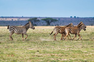 Zebra Tsavo Doğu 'da, Tsavo Batı' da ve Amboseli Ulusal Parkı Kenya 'da