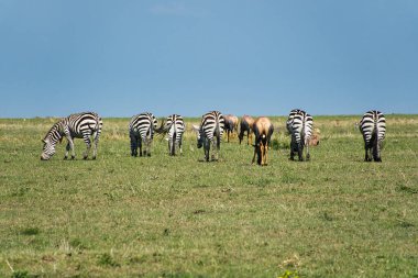 Zebra Tsavo Doğu 'da, Tsavo Batı' da ve Amboseli Ulusal Parkı Kenya 'da