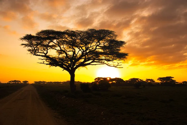 Пейзажи Национального Парка Цаво Восточное Цаво Запад Амбосели — стоковое фото