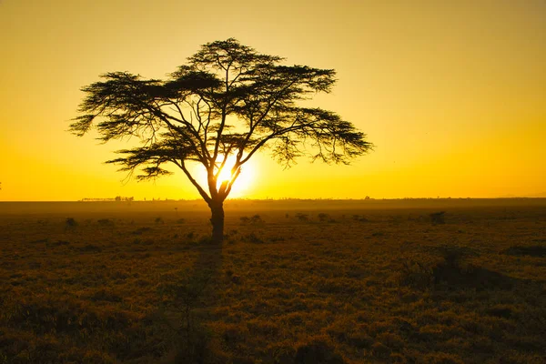 Krajobrazy Parku Narodowego Tsavo East Tsavo West Amboseli — Zdjęcie stockowe