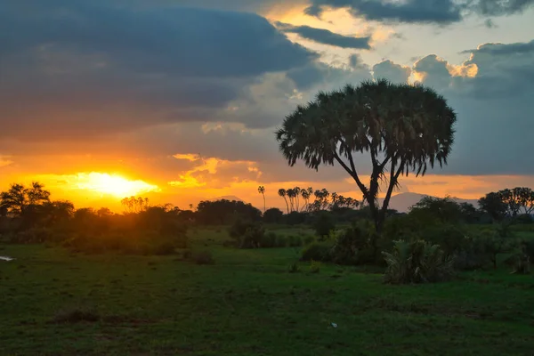 Paesaggio Dal Parco Nazionale Tsavo Est Tsavo Ovest Amboseli — Foto Stock