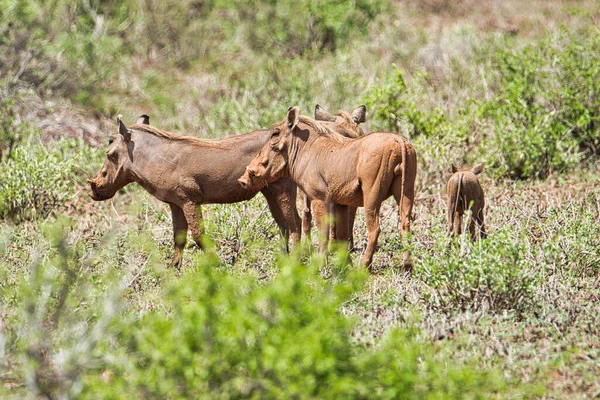 Warzenschwein Tsavo Osten Tsavo Westen Und Amboseli Nationalpark Kenia — Stockfoto