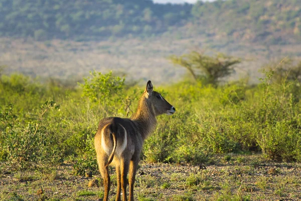 Warthog Leste Tsavo Oeste Tsavo Parque Nacional Amboseli Quênia — Fotografia de Stock