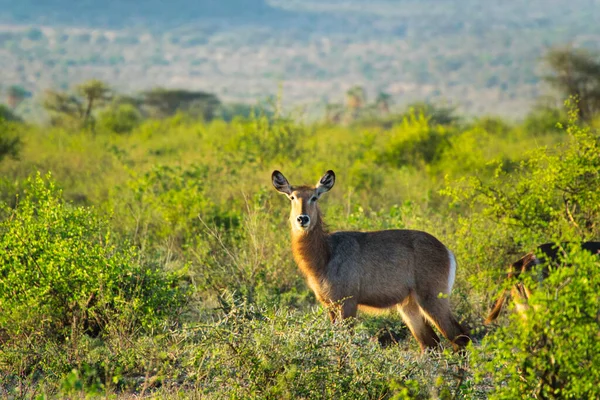 Warthog Leste Tsavo Oeste Tsavo Parque Nacional Amboseli Quênia — Fotografia de Stock