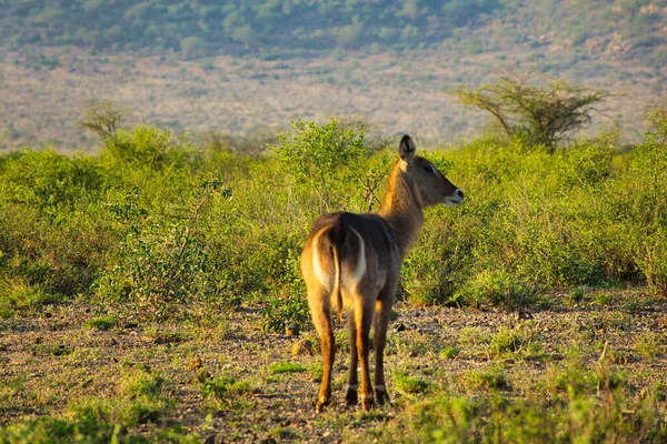 Warthog Leste Tsavo Oeste Tsavo Parque Nacional Amboseli Quênia — Fotografia de Stock