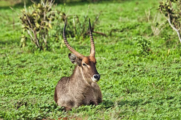 Warthog Dans Tsavo East Tsavo West Parc National Amboseli Kenya — Photo