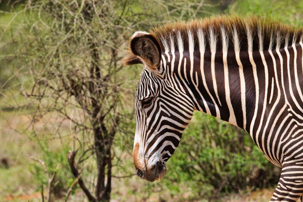 Zebra Tsavo Doğu Tsavo Batı Amboseli Ulusal Parkı Kenya — Stok fotoğraf