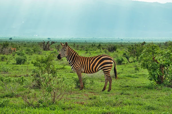 Zebra Tsavo East Tsavo West Och Amboseli National Park Kenya — Stockfoto