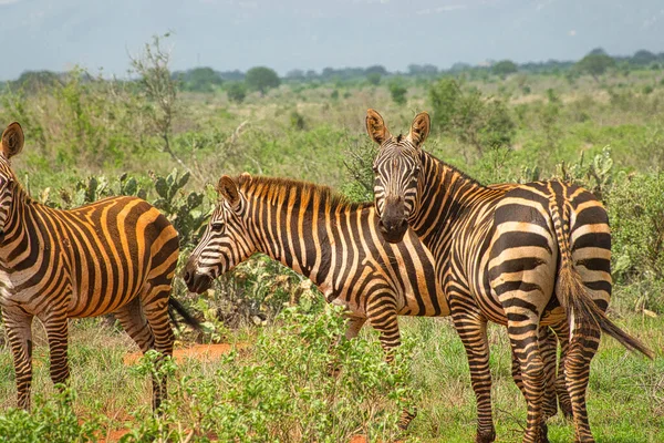 Zebra Tsavo Doğu Tsavo Batı Amboseli Ulusal Parkı Kenya — Stok fotoğraf