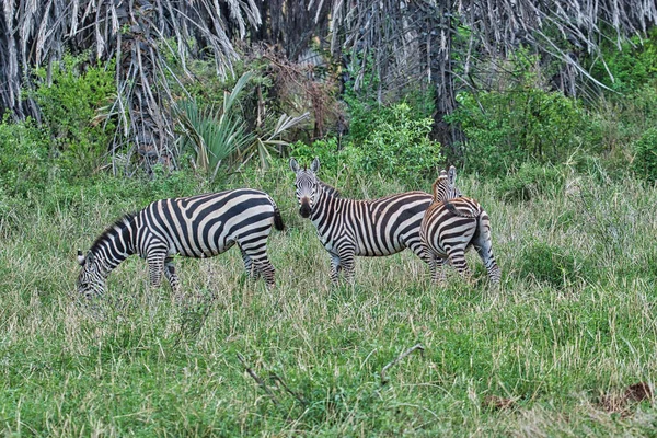 Cebra Este Tsavo Oeste Tsavo Parque Nacional Amboseli Kenia —  Fotos de Stock