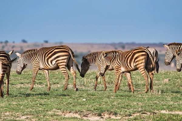 肯尼亚Tsavo East Tsavo West和Amboseli国家公园的斑马 — 图库照片