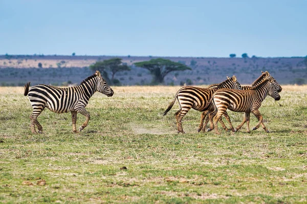 Cebra Este Tsavo Oeste Tsavo Parque Nacional Amboseli Kenia —  Fotos de Stock