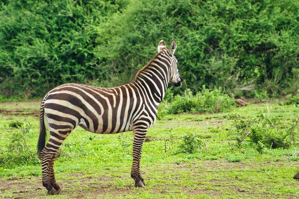 Zebra Tsavo Keleten Tsavo West Amboseli Nemzeti Park Kenyában — Stock Fotó