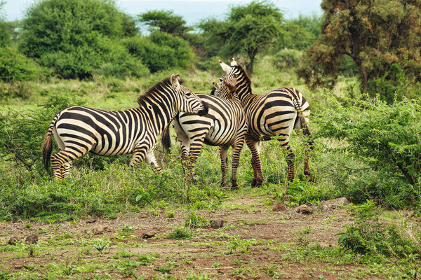 Zebra in the Tsavo East, Tsavo West and Amboseli National Park in Kenya