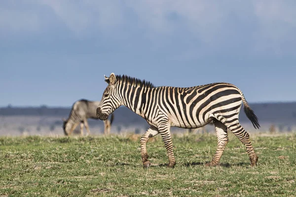 Zebra Tsavo Doğu Tsavo Batı Amboseli Ulusal Parkı Kenya — Stok fotoğraf