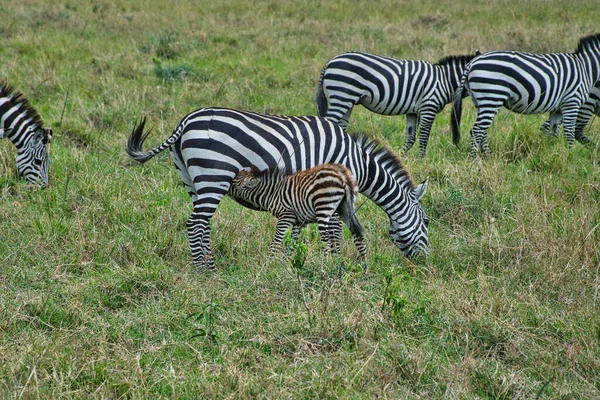 Cebra Este Tsavo Oeste Tsavo Parque Nacional Amboseli Kenia — Foto de Stock