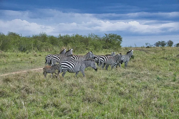 Zebra Tsavo East Tsavo West Och Amboseli National Park Kenya — Stockfoto