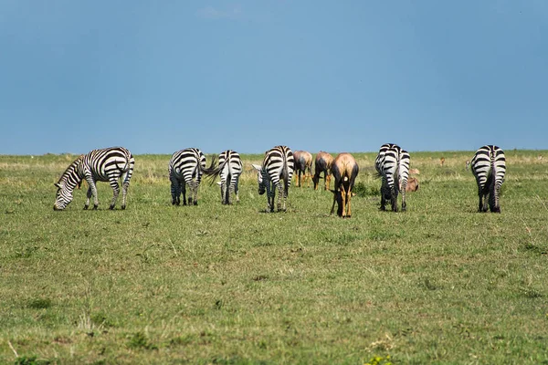 Zebra Tsavo Keleten Tsavo West Amboseli Nemzeti Park Kenyában — Stock Fotó