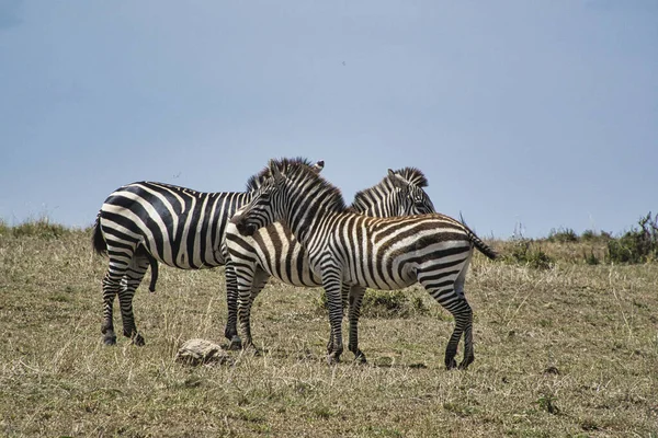 ケニアのTsavo East Tsavo West Amboseli国立公園のZebra — ストック写真
