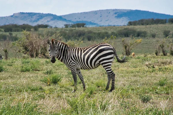 Zebra Tsavo East Tsavo West Amboseli National Park Kenya - Stock-foto