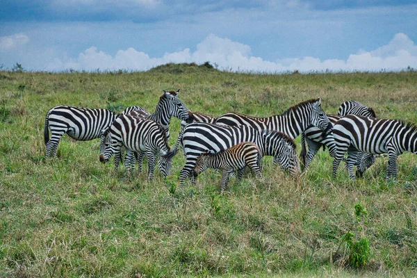 Zebra Tsavo East Tsavo West Amboseli National Park Kenya — Stock Photo, Image