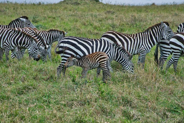Zebra Tsavo East Tsavo West Amboseli National Park Kenya — Stock Photo, Image