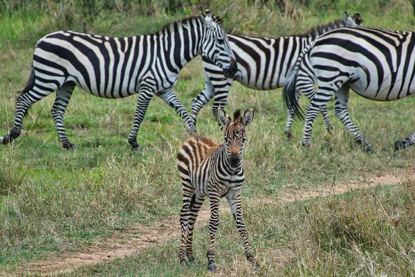 Zebra Tsavo East Tsavo West Och Amboseli National Park Kenya — Stockfoto